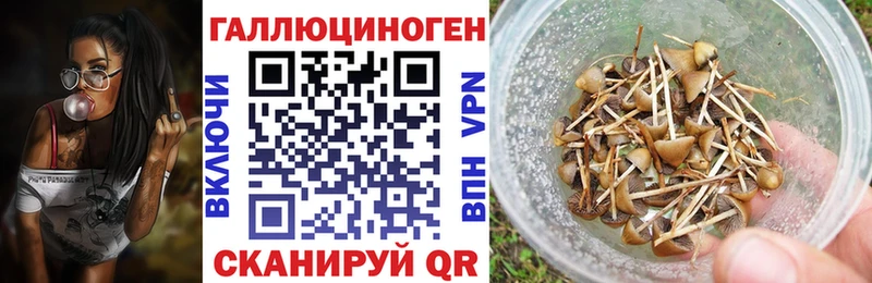 купить  цена  Чулым  Псилоцибиновые грибы мицелий 
